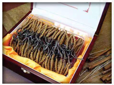 黄埔冬虫夏草回收